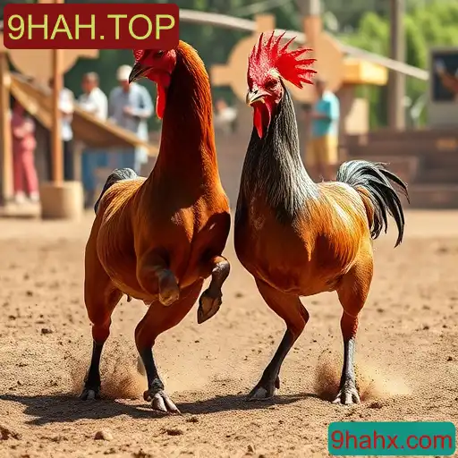 Rinha de galos
